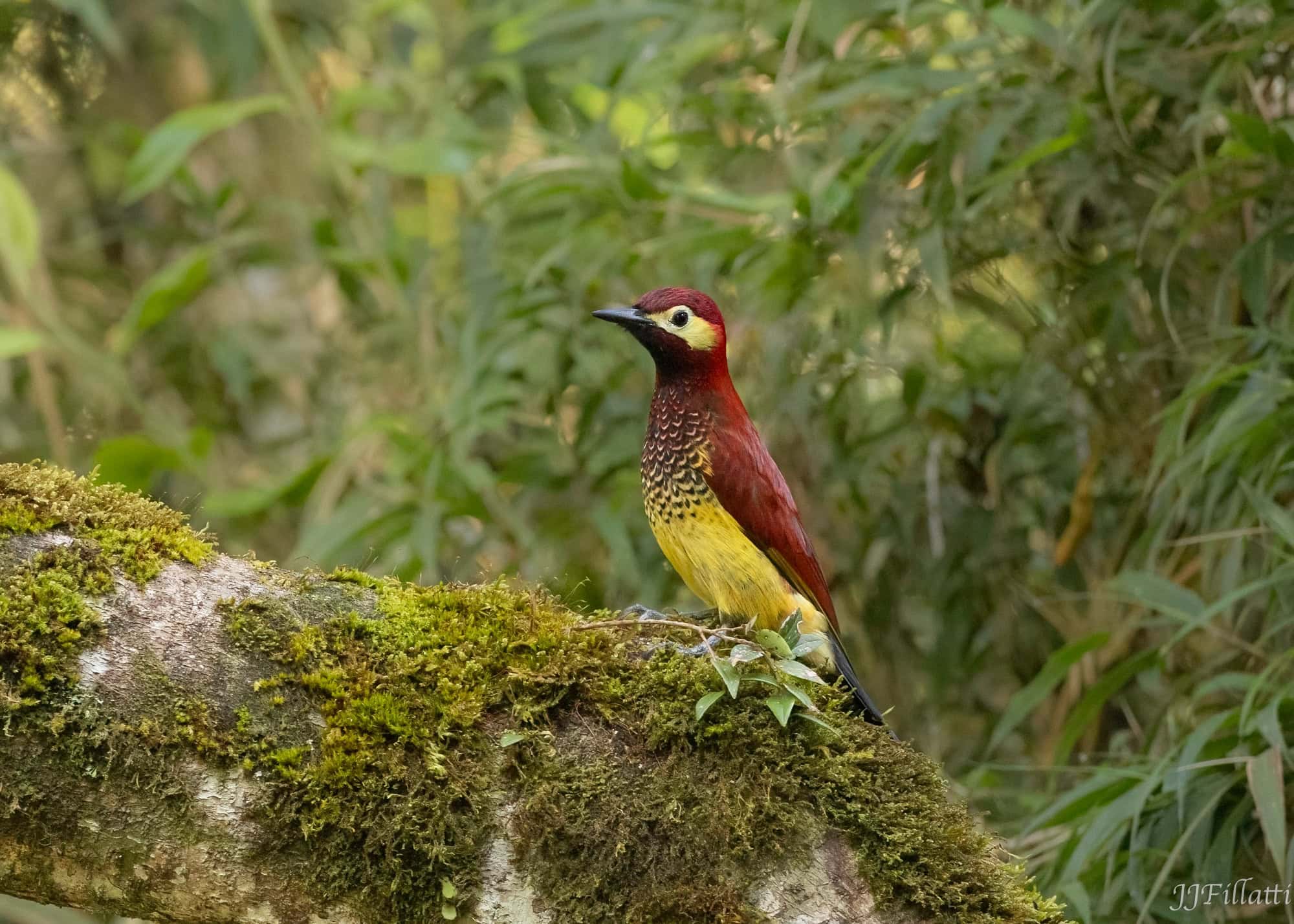 bird of colombia image 38